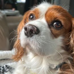 Winston - Cavalier King Charles Spaniel