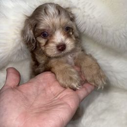 Cricket - Merle male Cavapoo puppy in Fayetteville, Arkansas from Silver Hill Farm