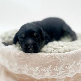Beast - Phantom male Bernedoodle puppy in North Carolina from Tuxedo Mountain Doodles