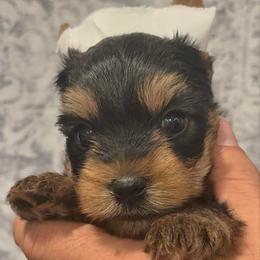 Drex - Blue and gold male Yorkshire Terrier puppy in Los Angeles, California from 818 Yorkies