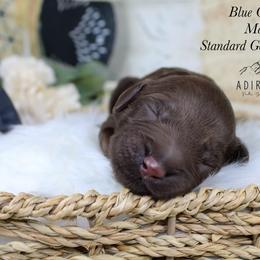 Blue collar - Chocolate male Goldendoodle puppy in Plattsburgh, New York from Adirondack Poodles Goldendoodles,Bernedoodles & Schnoodles