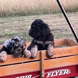 Aussiedoodle Puppies from Double K Farms