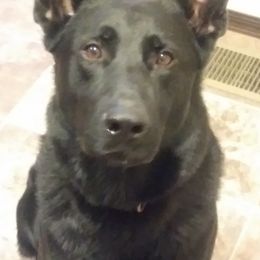 German Shepherds from Airo Heart Shepherds