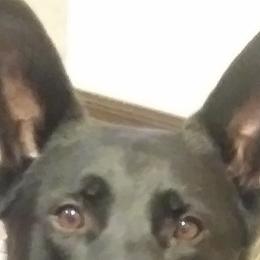 German Shepherds from Airo Heart Shepherds