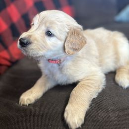 Golden Retriever and Labrador Retriever Puppies from Storm Chasers Retrievers