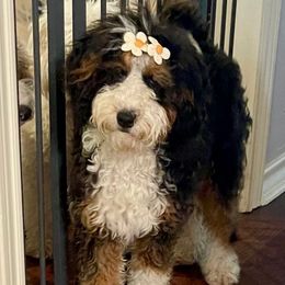 Indy - Bernedoodle