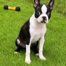 Kobe - Black brindle and white male Boston Terrier puppy in Fillmore, Illinois from Wind Hill Puppies