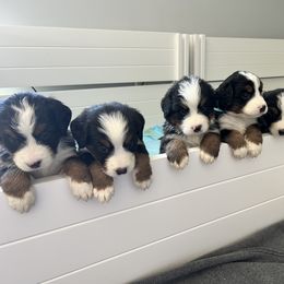 Bernese Mountain Dog puppies from Berner Bud Farm