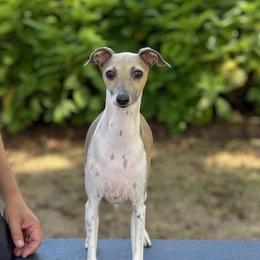 Lady - Italian Greyhound