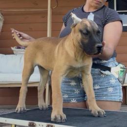 Bigger fawn - ears are cropped - Gold female Perro de Presa Canario puppy in Leitchfield, Kentucky from Rey Gladiador Presa Canario