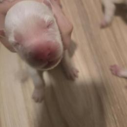 Boy 4 - White male Siberian Husky puppy in Killeen, Texas from Jackson's Siberians