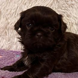 Girl 3 - Liver female Shih Tzu puppy in Tennessee from Cutshall Babies