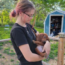 Redbone Coonhound Puppies from Low Mountain Red Bones