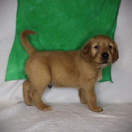 Golden Retriever puppies from Colson Kennels