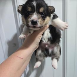 1 - Black and tan male Pembroke Welsh Corgi puppy in Necedah, Wisconsin from The 6Ks Paws and Hobbies