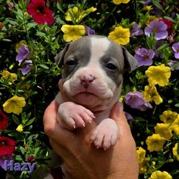 Hazy - Blue female American Staffordshire Terrier puppy in Clintwood, Virginia from SkyBlue Kennel