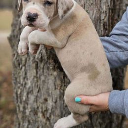 Boy 3 - Mantle merle Great Dane puppy in Augusta, Georgia from Gentry Farm Danes