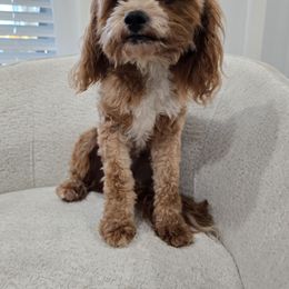 Minnie - Cavapoo