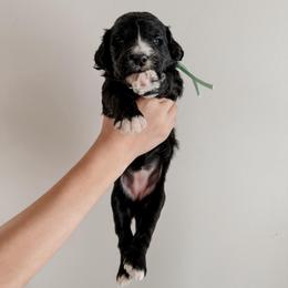 Bay. - Black and white female Sheepadoodle puppy in Wabash, Indiana from DOODCompany