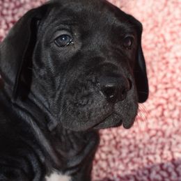 Green Collar Black Female - Great Dane puppy from Texas Blue Danes