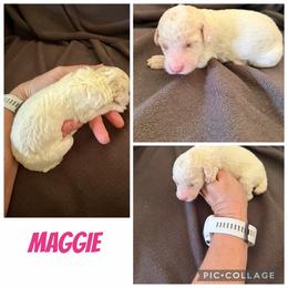 Maggie - White female Poodle puppy in Piqua, Kansas from Legacy Farms Standard Poodles