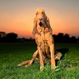 Nora - Bloodhound
