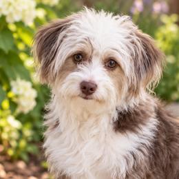 QueenBee - Aussiedoodle