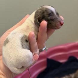Jelly Bean - Dapple female Dachshund puppy in Paw Paw, Michigan from Mulberry Meadow Farms