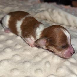 Lulu - Piebald female Dachshund puppy in Camdenton, Missouri from Camden Line Dachshunds