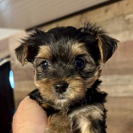 Maltese, Morkie, and Yorkshire Terrier Puppies from North Carolina Maltese, Yorkies & Morkies(previously California Maltese, Yorkies & Morkies)