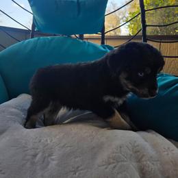 Waylon - Black tri-color male Australian Shepherd puppy in Copperas Cove, Texas from Hidden Leaf Aussies