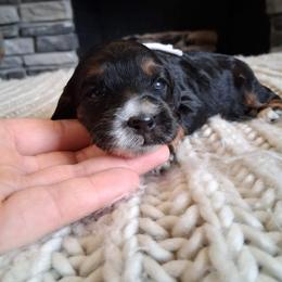 Female selection 1 - Black and white female Cockapoo puppy in Howell, Michigan from Robbin's Treasures