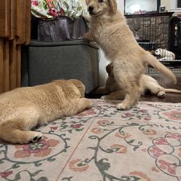 Golden Retriever Puppies from Golden Poppy Retrievers