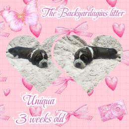 Uniqua - Tri-Roan female English Springer Spaniel puppy in Westover, Maryland from Sterling's springer Haven