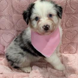 Four Roses - Blue merle female Australian Shepherd puppy in Camp Verde, Arizona from Bullet & Whiskey’s Pups