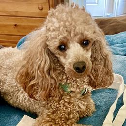 Ollie - Poodle