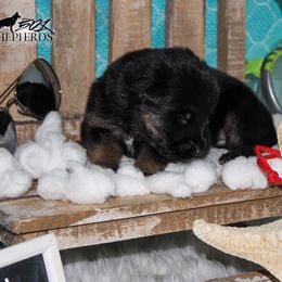 German Shepherd Puppies from 501 Shepherds
