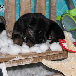 German Shepherd Puppies from 501 Shepherds