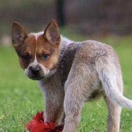 Queen Boy 2 - Red speckled male Australian Cattle Dog puppy in Monroe, Louisiana from The Sweet Kennels