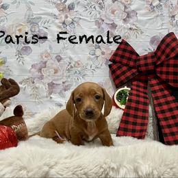 Paris - Red female Dachshund puppy in Goodyear, Arizona from AZ Low Life Doxies
