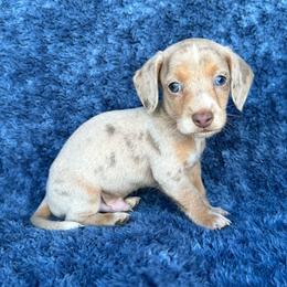 Isabella Dapple - Dapple male Dachshund puppy in George West, Texas from Rockin M Kennel