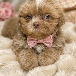 Baron - Lilac male Shih Tzu puppy in Riverside, California from Be Dazzled Shihtzu