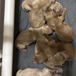 Boy 4 - male Golden Retriever puppy in Anaheim, California from Prim's Golden Retrievers