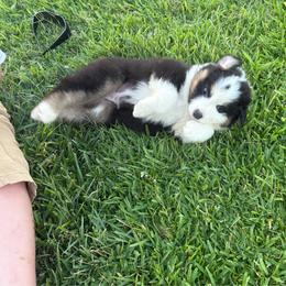 Blue - Black tri-color male Australian Shepherd puppy in Fontana, California from J.O Family Aussies