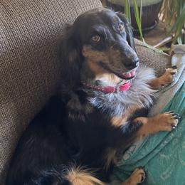 Zozo - Dachshund