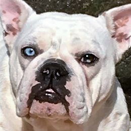 Figgy - English Bulldog