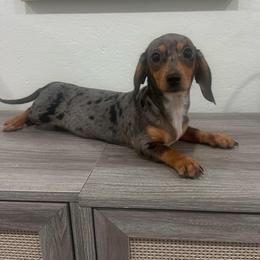 Coral - Dapple female Dachshund puppy in Waycross, Georgia from Southern Paws