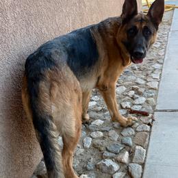 Bella - Black and red female German Shepherd puppy in Whitewater, California from Vom Haus Metzler Shepherds