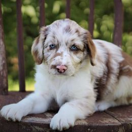 Aussiedoodle Puppies from North Ridge Doodles