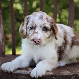 Aussiedoodle Puppies from North Ridge Doodles